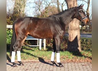 Hannoveriano, Caballo castrado, 3 años, 166 cm, Castaño