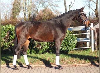 Hannoveriano, Caballo castrado, 3 años, 166 cm, Castaño