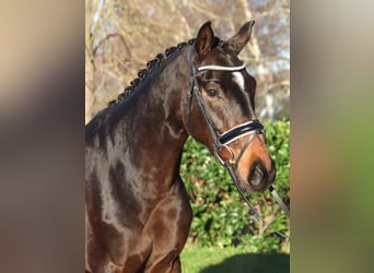 Hannoveriano, Caballo castrado, 3 años, 166 cm, Castaño