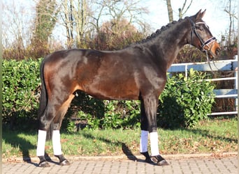 Hannoveriano, Caballo castrado, 3 años, 166 cm, Castaño