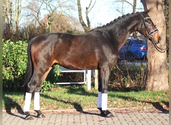 Hannoveriano, Caballo castrado, 3 años, 166 cm, Castaño