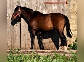 Hannoveriano, Caballo castrado, 3 años, 166 cm, Castaño oscuro