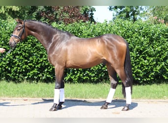 Hannoveriano, Caballo castrado, 3 años, 166 cm, Castaño oscuro