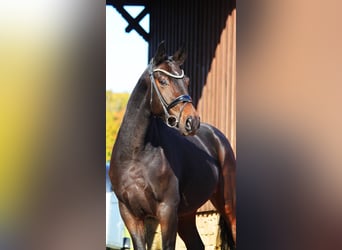 Hannoveriano, Caballo castrado, 3 años, 166 cm, Morcillo