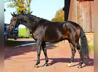 Hannoveriano, Caballo castrado, 3 años, 166 cm, Morcillo