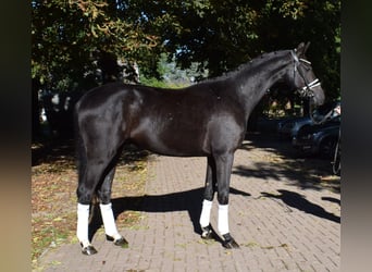 Hannoveriano, Caballo castrado, 3 años, 166 cm, Negro