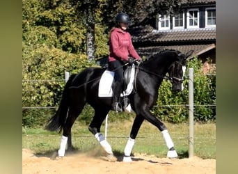 Hannoveriano, Caballo castrado, 3 años, 166 cm, Negro