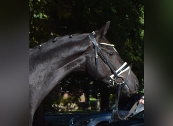 Hannoveriano, Caballo castrado, 3 años, 166 cm, Negro