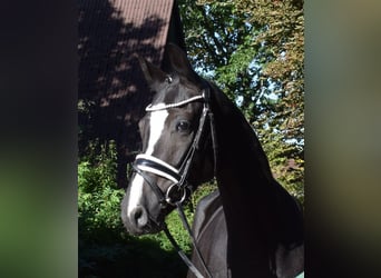 Hannoveriano, Caballo castrado, 3 años, 166 cm, Negro