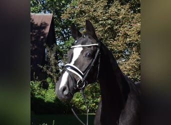 Hannoveriano, Caballo castrado, 3 años, 166 cm, Negro