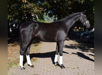 Hannoveriano, Caballo castrado, 3 años, 166 cm, Negro