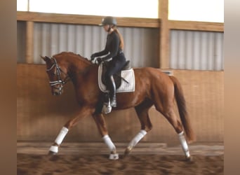 Hannoveriano, Caballo castrado, 3 años, 167 cm, Alazán