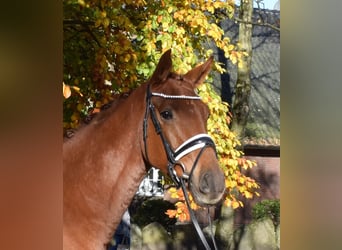 Hannoveriano, Caballo castrado, 3 años, 167 cm, Alazán