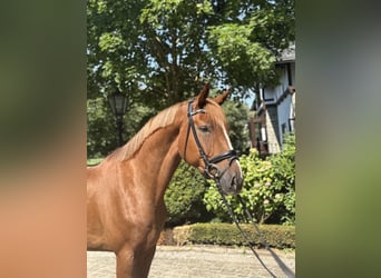 Hannoveriano, Caballo castrado, 3 años, 167 cm, Alazán-tostado
