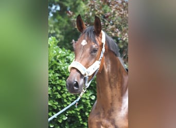 Hannoveriano, Caballo castrado, 3 años, 167 cm, Castaño