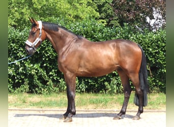 Hannoveriano, Caballo castrado, 3 años, 167 cm, Castaño