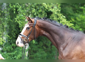 Hannoveriano, Caballo castrado, 3 años, 167 cm, Castaño oscuro