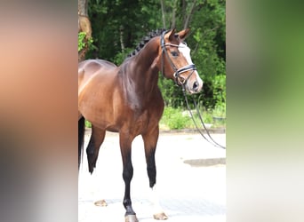 Hannoveriano, Caballo castrado, 3 años, 167 cm, Castaño oscuro