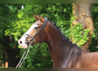 Hannoveriano, Caballo castrado, 3 años, 167 cm, Castaño oscuro