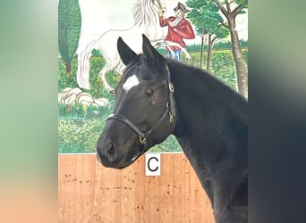 Hannoveriano, Caballo castrado, 3 años, 167 cm, Negro