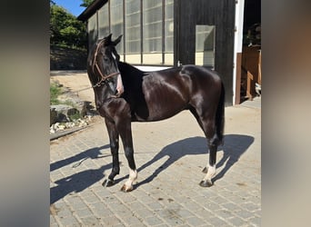 Hannoveriano, Caballo castrado, 3 años, 167 cm, Negro
