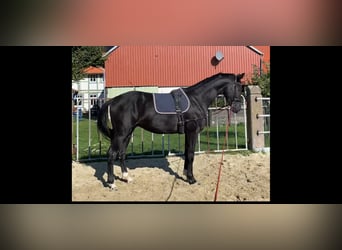Hannoveriano, Caballo castrado, 3 años, 167 cm, Negro