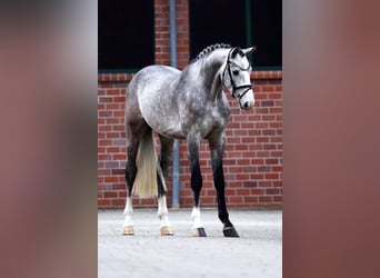 Hannoveriano, Caballo castrado, 3 años, 167 cm, Tordo