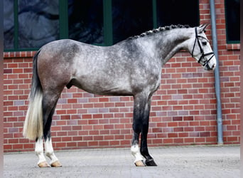 Hannoveriano, Caballo castrado, 3 años, 167 cm, Tordo