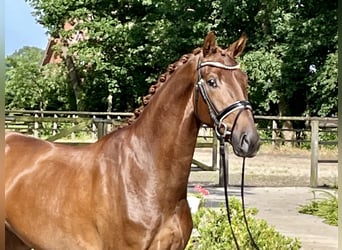 Hannoveriano, Caballo castrado, 3 años, 168 cm, Alazán