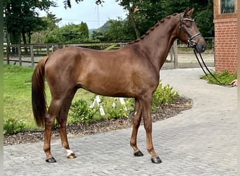 Hannoveriano, Caballo castrado, 3 años, 168 cm, Alazán