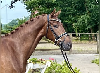 Hannoveriano, Caballo castrado, 3 años, 168 cm, Alazán