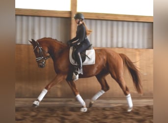 Hannoveriano, Caballo castrado, 3 años, 168 cm, Alazán