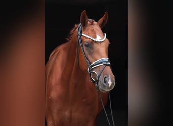 Hannoveriano, Caballo castrado, 3 años, 168 cm, Alazán