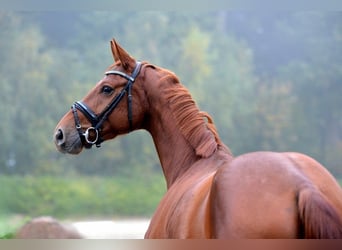 Hannoveriano, Caballo castrado, 3 años, 168 cm, Alazán