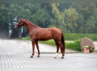 Hannoveriano, Caballo castrado, 3 años, 168 cm, Alazán