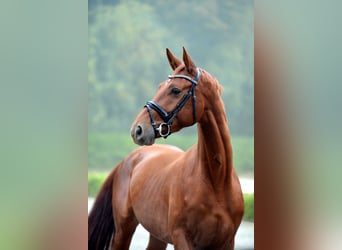 Hannoveriano, Caballo castrado, 3 años, 168 cm, Alazán