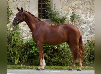 Hannoveriano, Caballo castrado, 3 años, 168 cm, Alazán