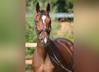 Hannoveriano, Caballo castrado, 3 años, 168 cm, Castaño