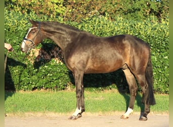 Hannoveriano, Caballo castrado, 3 años, 168 cm, Castaño