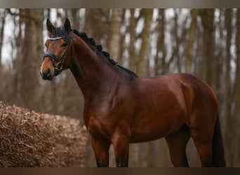 Hannoveriano, Caballo castrado, 3 años, 168 cm, Castaño