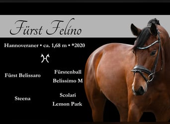 Hannoveriano, Caballo castrado, 3 años, 168 cm, Castaño