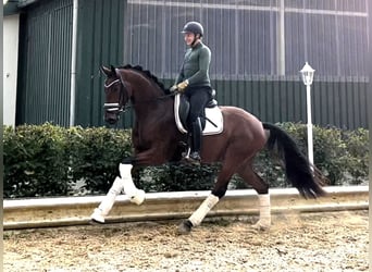 Hannoveriano, Caballo castrado, 3 años, 168 cm, Castaño