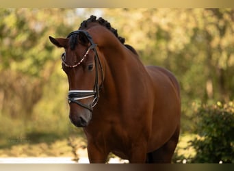 Hannoveriano, Caballo castrado, 3 años, 168 cm, Castaño