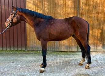 Hannoveriano, Caballo castrado, 3 años, 168 cm, Castaño