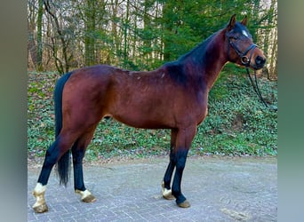 Hannoveriano, Caballo castrado, 3 años, 168 cm, Castaño