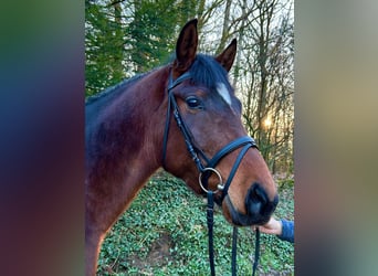 Hannoveriano, Caballo castrado, 3 años, 168 cm, Castaño