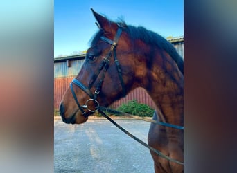 Hannoveriano, Caballo castrado, 3 años, 168 cm, Castaño