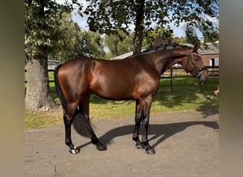 Hannoveriano, Caballo castrado, 3 años, 168 cm, Castaño