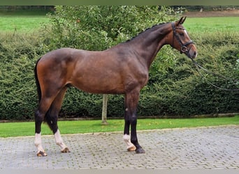 Hannoveriano, Caballo castrado, 3 años, 168 cm, Castaño