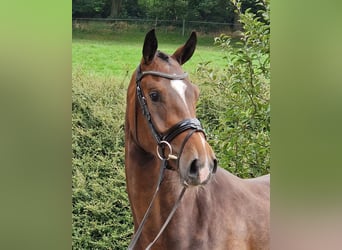 Hannoveriano, Caballo castrado, 3 años, 168 cm, Castaño